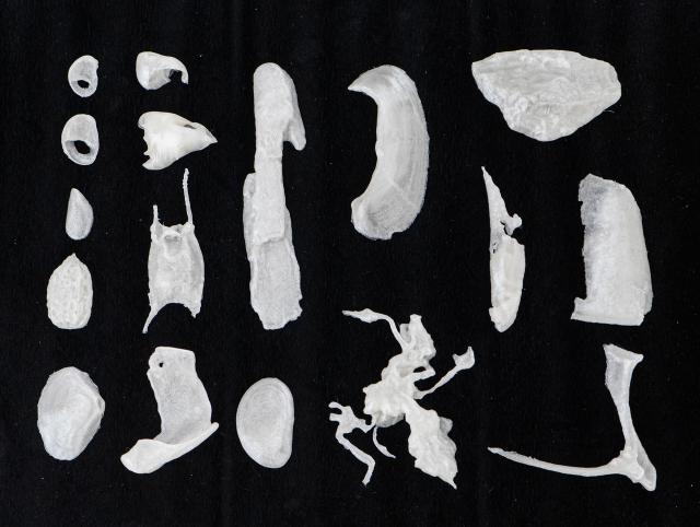 3-D prints of aquatic fossils on a black background